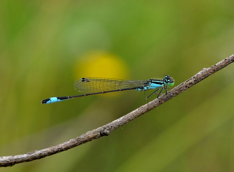 Ischnura elegans maschio